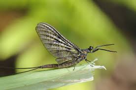 Attēlu rezultāti vaicājumam “Ephemera vulgata”