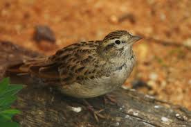 Image result for Calandrella brachydactyla