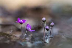 Attēlu rezultāti vaicājumam “Hepatica nobilis bud”