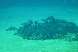 Image result for Argyrosomus japonicus