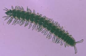 Attēlu rezultāti vaicājumam “Myriapoda”