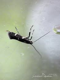 Attēlu rezultāti vaicājumam “Calybites phasianipennella”