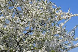 Attēlu rezultāti vaicājumam “Prunus cerasifera var. divaricata”