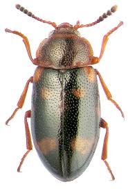 Attēlu rezultāti vaicājumam “Tetratomidae”