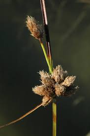 Attēlu rezultāti vaicājumam “Bolboschoenus maritimus”