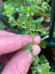 Attēlu rezultāti vaicājumam “Veronica agrestis”