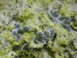 Attēlu rezultāti vaicājumam “Arthonia leucopellaea”