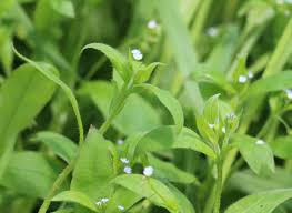 Attēlu rezultāti vaicājumam “Myosotis sparsiflora leaf”