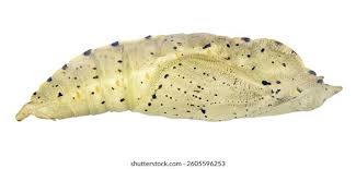 Attēlu rezultāti vaicājumam “Mamestra brassicae larva”