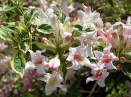 Attēlu rezultāti vaicājumam “Weigela praecox”