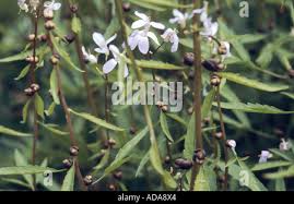 Attēlu rezultāti vaicājumam “Cardamine bulbifera leaf”