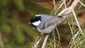 Attēlu rezultāti vaicājumam “Periparus ater adult”