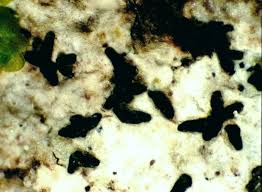 Attēlu rezultāti vaicājumam “Opegrapha atra”