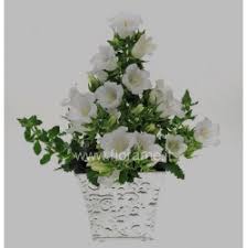 Image result for Campanula formanekiana