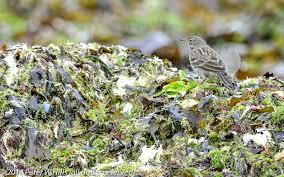 Attēlu rezultāti vaicājumam “Anthus petrosus adult”