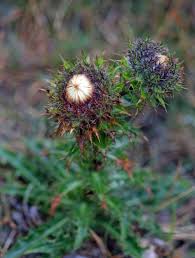 Attēlu rezultāti vaicājumam “Carlina biebersteinii bud”