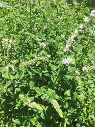 Attēlu rezultāti vaicājumam “Mentha longifolia”