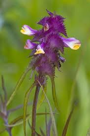 Attēlu rezultāti vaicājumam “Melampyrum cristatum flower”