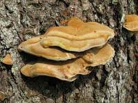 Attēlu rezultāti vaicājumam “Inonotus leporinus”