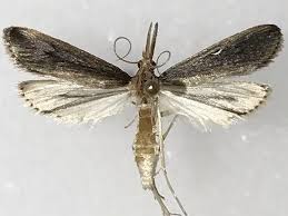 Attēlu rezultāti vaicājumam “Donacaula mucronella”