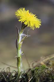 Attēlu rezultāti vaicājumam “Tussilago farfara”