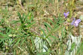 Attēlu rezultāti vaicājumam “Astragalus arenarius leaf”