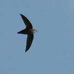 Image result for Chaetura pelagica