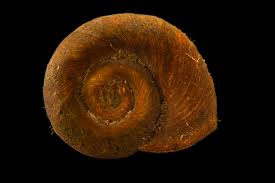 Attēlu rezultāti vaicājumam “Planorbidae”