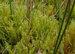 Attēlu rezultāti vaicājumam “Warnstorfia exannulata”