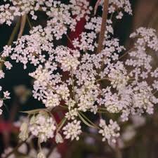 Attēlu rezultāti vaicājumam “Angelica palustris flower”