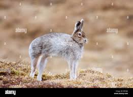 Attēlu rezultāti vaicājumam “Lepus timidus”