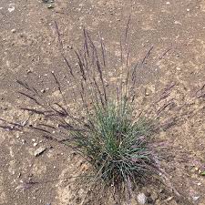 Attēlu rezultāti vaicājumam “Festuca ovina fruit”
