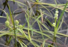 Attēlu rezultāti vaicājumam “Sparganium minimum leaf”