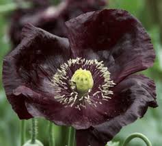 Image result for Papaver somniferum Black