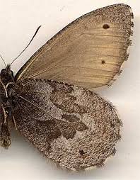 Attēlu rezultāti vaicājumam “Oeneis jutta”