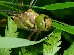 Attēlu rezultāti vaicājumam “Aeshna isoceles”