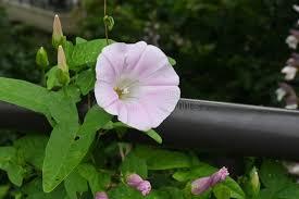 Attēlu rezultāti vaicājumam “Calystegia inflata flower”