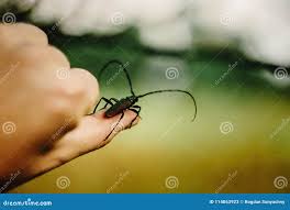 Attēlu rezultāti vaicājumam “Monochamus urussovi”