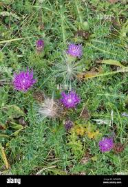 Attēlu rezultāti vaicājumam “Cirsium acaule leaf”