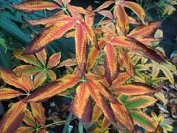 Attēlu rezultāti vaicājumam “Aesculus x neglecta”