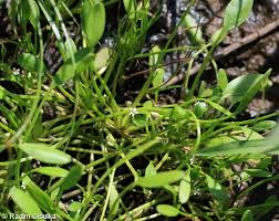 Attēlu rezultāti vaicājumam “Limosella aquatica”