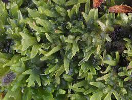 Attēlu rezultāti vaicājumam “Riccardia multifida”