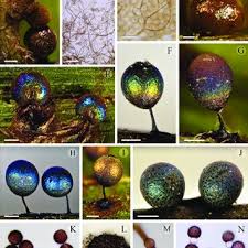 Attēlu rezultāti vaicājumam “Lamproderma pseudomaculatum spores”