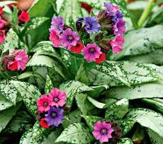Image result for Pulmonaria Silverado