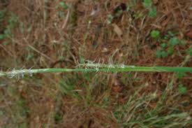 Attēlu rezultāti vaicājumam “Carex chordorhiza”