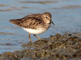 Image result for Calidris minutilla