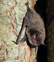 Attēlu rezultāti vaicājumam “Myotis sp.”