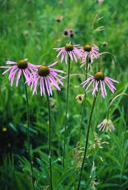 Image result for Echinacea angustifolia