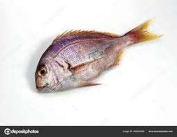 Image result for Pagellus bogaraveo