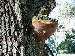 Attēlu rezultāti vaicājumam “Phellinus robustus”
